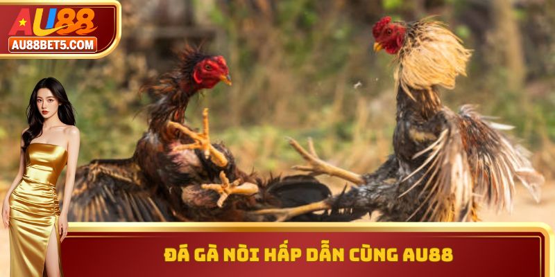 Đá gà nòi hấp dẫn cùng AU88