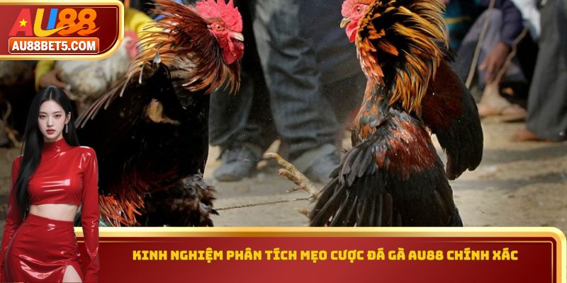 Kinh nghiệm phân tích mẹo cược đá gà AU88 chính xác